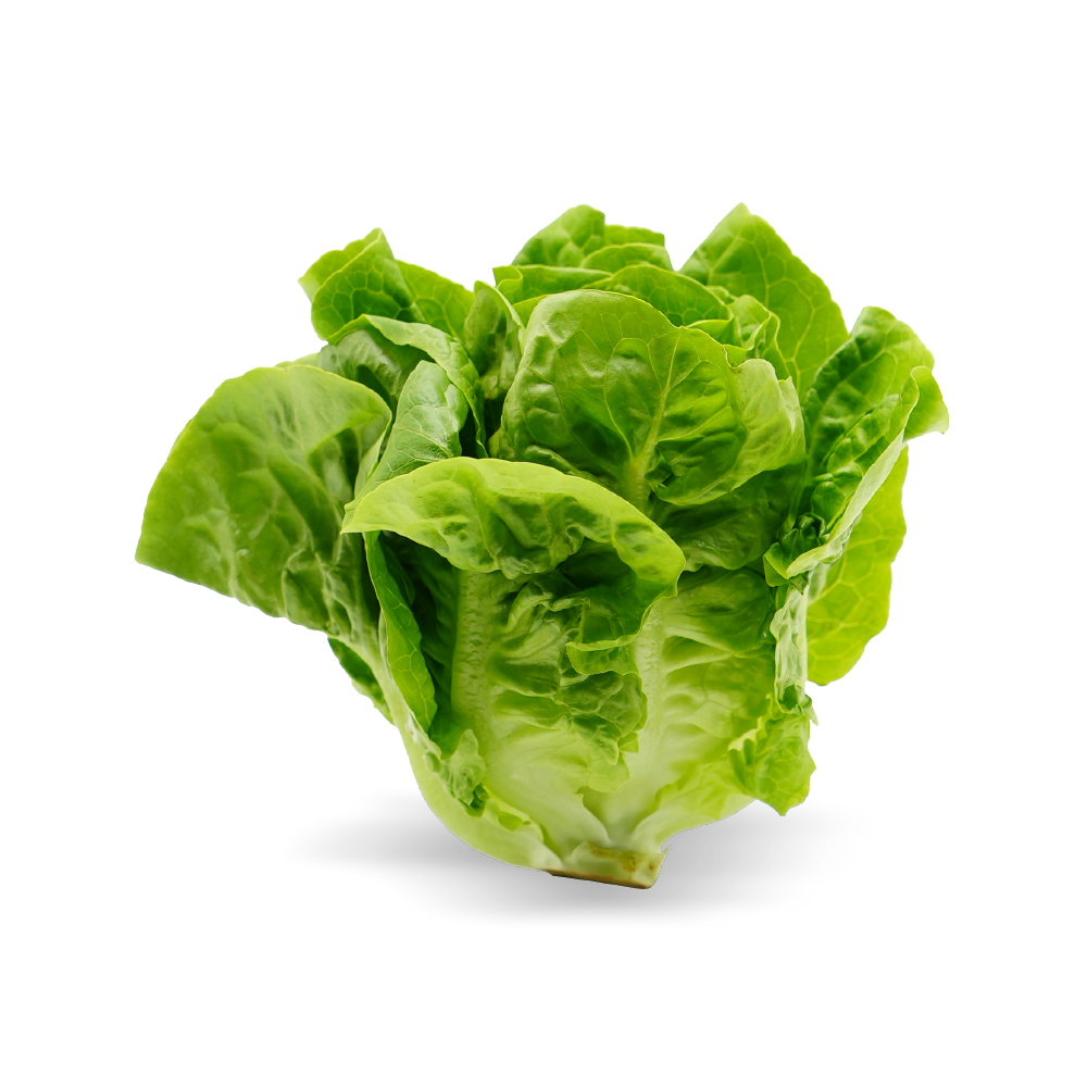 romaine-lettuce-kampung-cameron