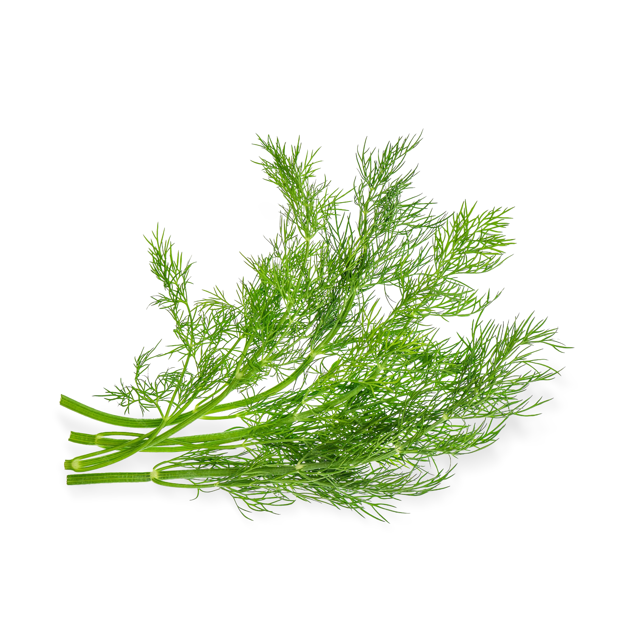 Dill (100g) - Image 2