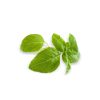 Sweet Basil (100g)