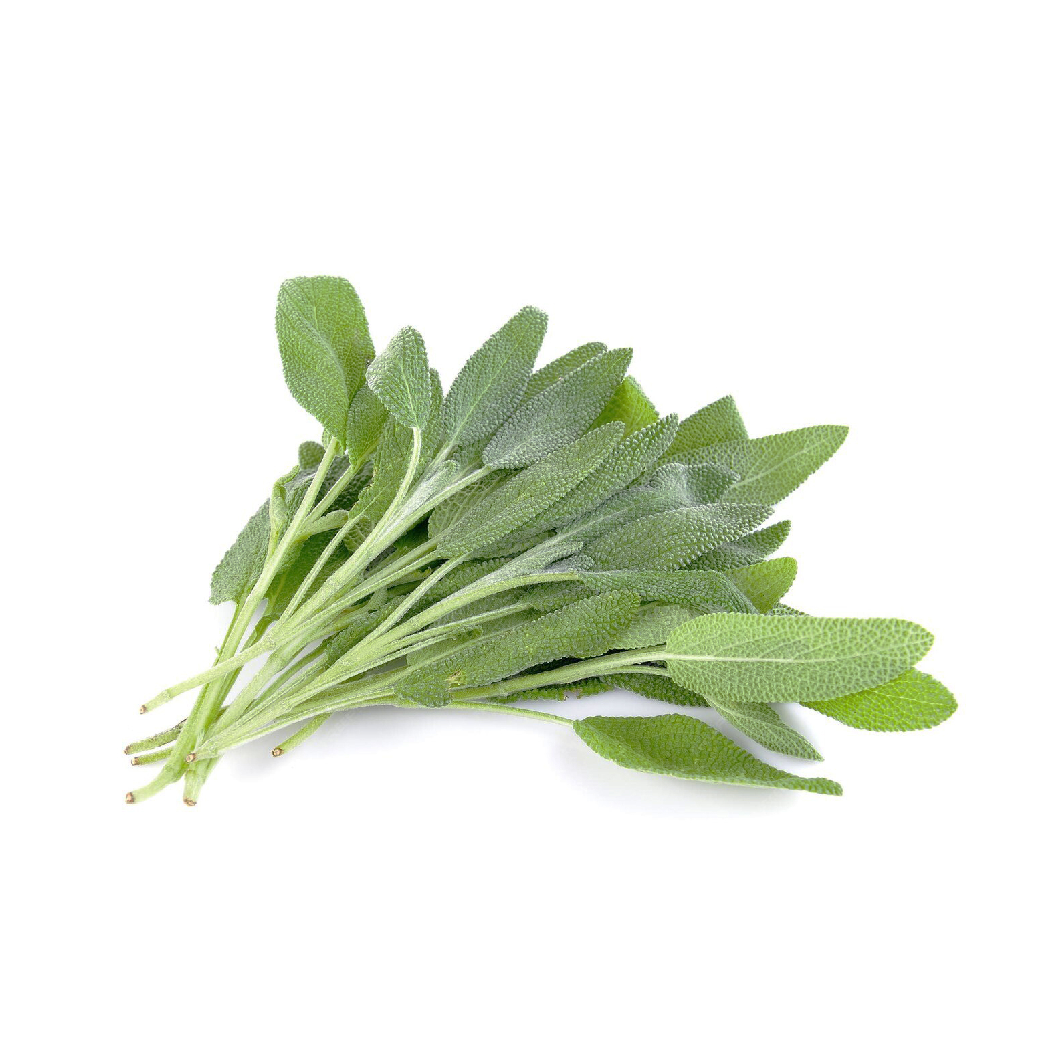 Sage (100g) - Image 2
