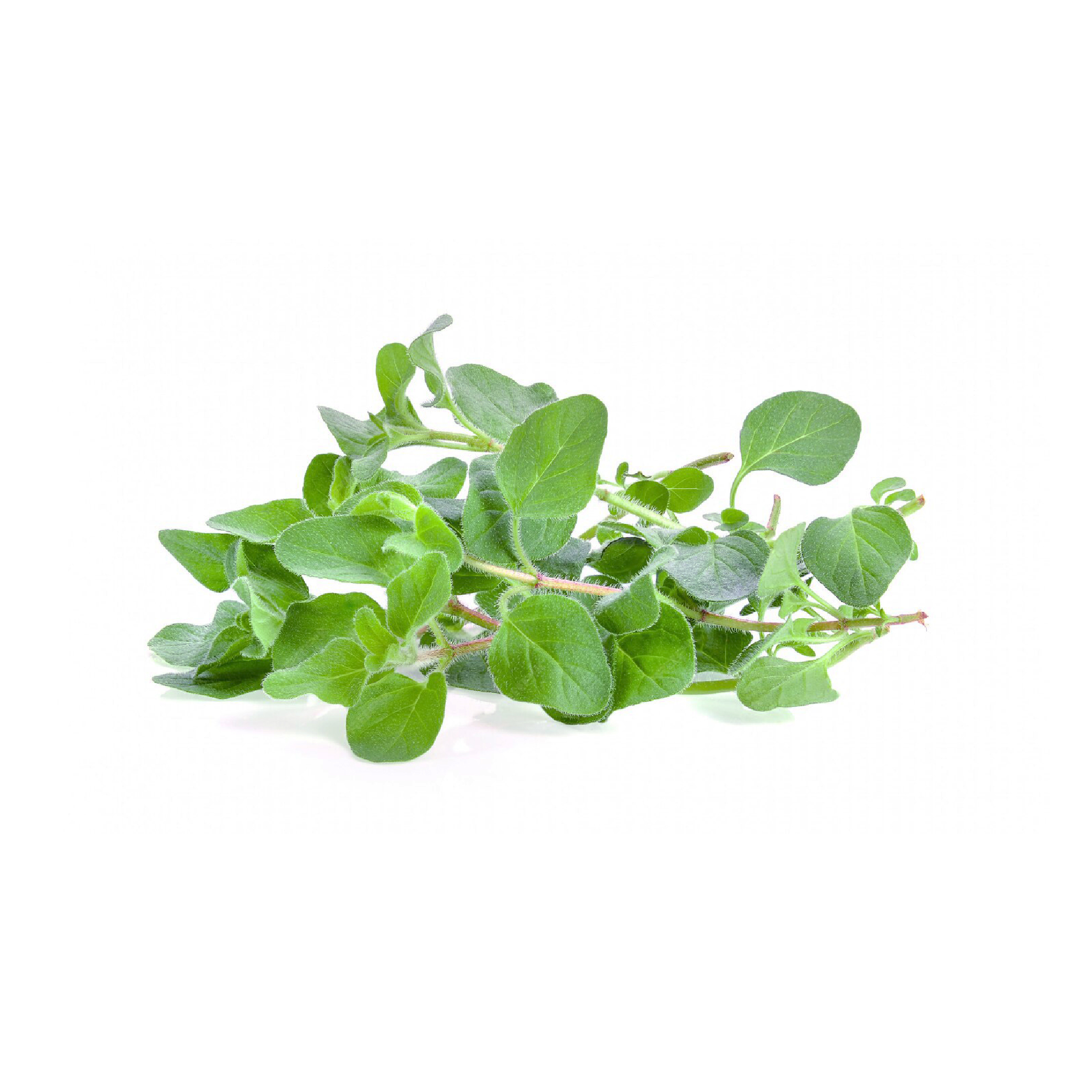 Oregano (100g)