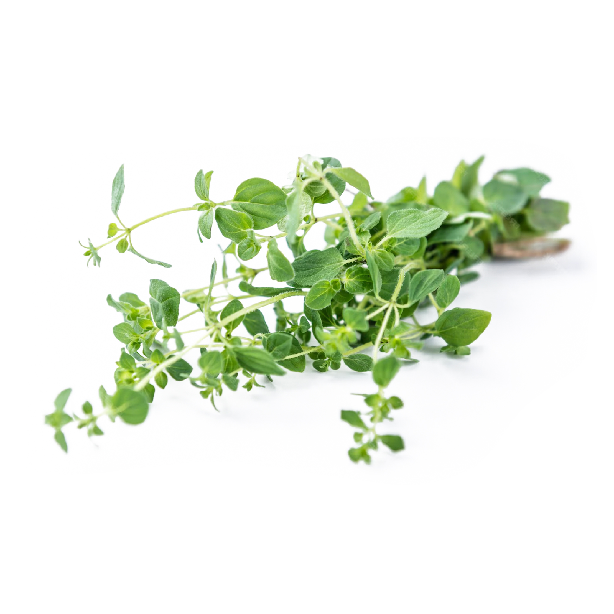 Oregano (100g) - Image 2