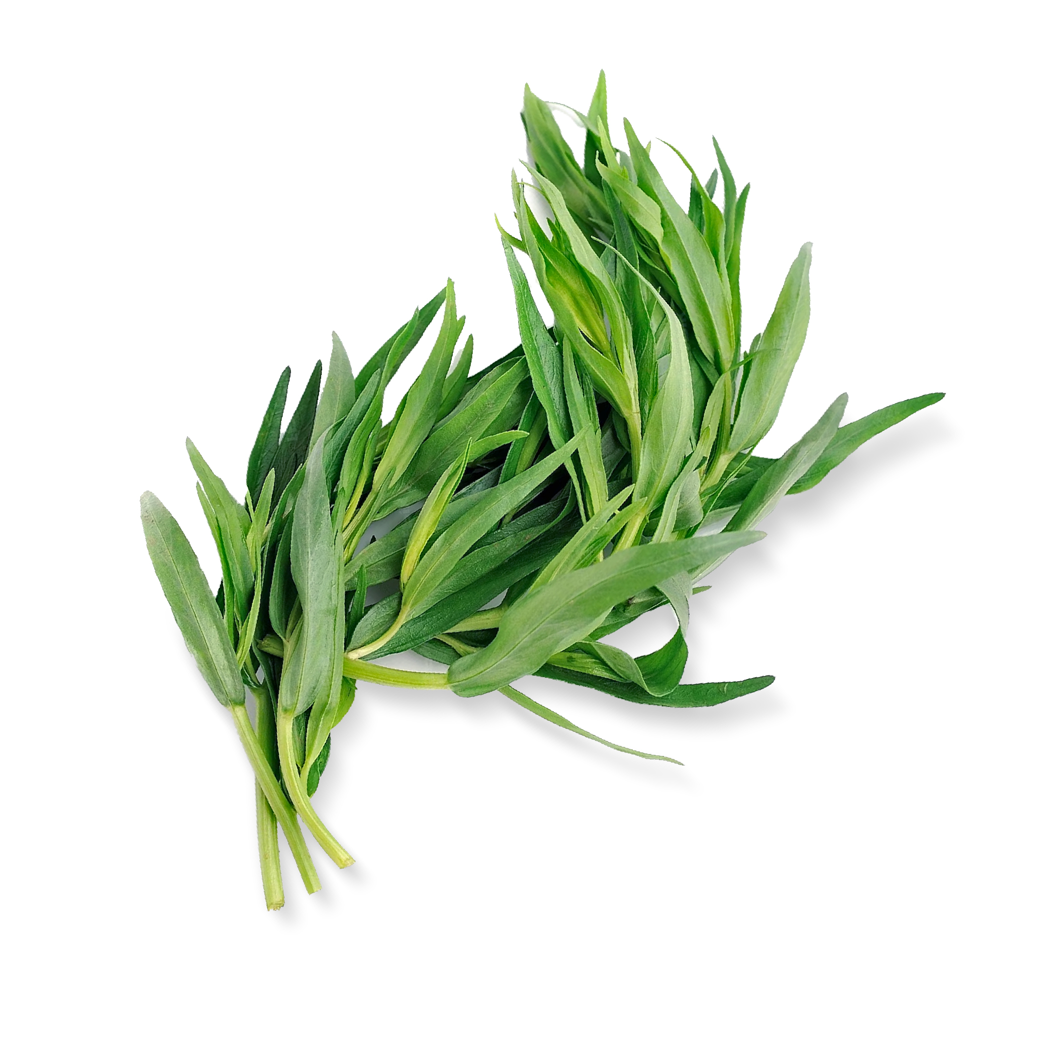 Tarragon (100g) - Image 2