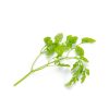 Chervil (100g)