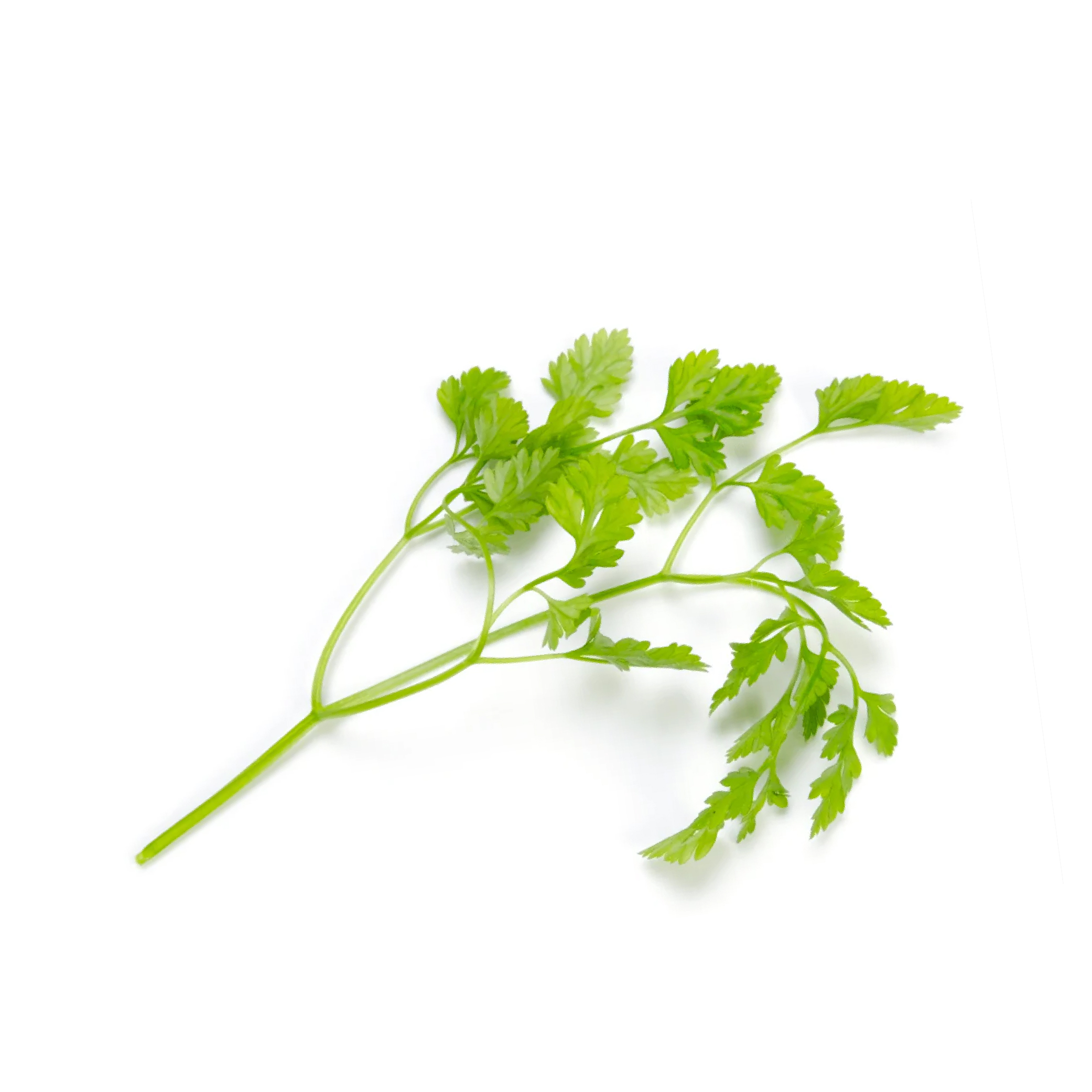 Chervil (100g)