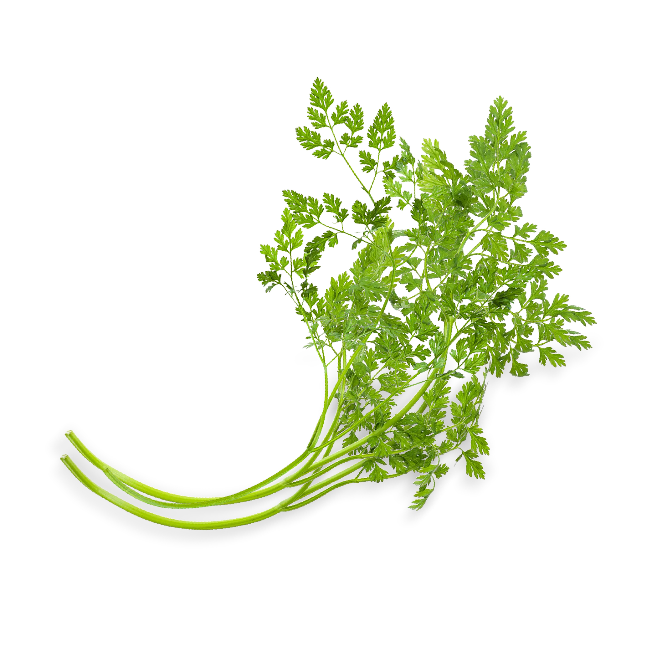 Chervil (100g) - Image 2