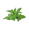 Thai Basil (100g)